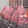渋谷のんべい横丁