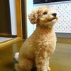 トリミングデー出発前編