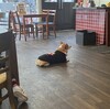 動物とのふれ合いが嬉しい