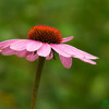 ルドベキア（ピンク）