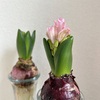 ＊水栽培のヒヤシンス 開花＆鮮やかなラン