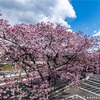 古谷の京都桜めぐり 2021 -上の巻-