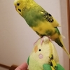 ぽんずはすっかりおしゃべりインコ