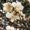 駆け抜けたらもう春が🌸