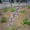 薬用植物園(東京都小平市)