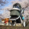 愛車ピッコロカーネで行く桜の散歩道