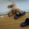 While my dog gently sleeps !?