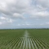 田園風景・・・久しぶりの水田の香り