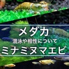 メダカとミナミヌマエビは混泳・共存可能！メリットも豊富です！