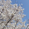 駿府の桜