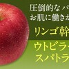 リンゴ幹細胞配合「スキンフェアリー」でエイジングケアをお得に始めませんか？