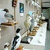 水鳥のはく製、写真６７点　県立博物館　２月４日まで企画展（鹿児島県）