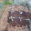 アブラナ科の野菜苗を植えた