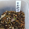 弓削剽柑の発芽