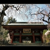 妙義神社のしだれ桜