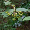 Viburnum erosum　コバノガマズミ