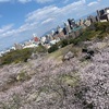 【桜】福岡なら舞鶴公園に見に行こう！