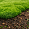 苔と土壌改良｜緑のじゅうたんを育てる土のひみつ