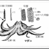 じじぃの「タコの不思議な生態・オスは命がけで交接します！身近な生き物」