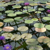 水生植物公園みずの森、と言えば･･･。