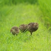 キジ親子と帰ってきたカイツブリ