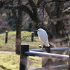 京都野鳥散歩。