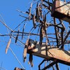 藤の実、爆ぜる