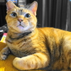 8月後半の #ねこ #cat #猫 どらやきちゃんA
