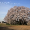 四ツ京の一本桜・・