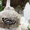 蝶の撮影で最も必要なスキル考