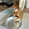今年もひんやり猫鍋出しました！