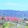 今年最終の河津桜になるかも