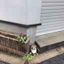 いもいもなにいも
