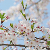 金沢近郊はもう葉桜