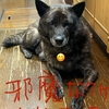 オットといっしょ〜ｲﾔｵ兄ｻﾝﾄﾖﾍﾞｯ( `･д･)っ))〜