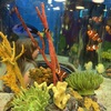 トロントの水族館 Ripley's Aquarium