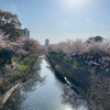 船橋のおすすめ桜の名所🌸