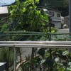 ムクナマメの空中ツル先