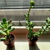 【多肉植物と出会う】