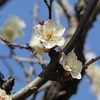 梅祭り前の雪月花～大宮第二公園～