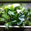 【LEDと土で簡単植物工場】葉っぱが面白いベビーリーフ「菜っぱミックス」のポット栽培記録