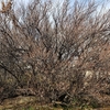 梅がちらほら