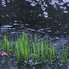 京都新聞写真コンテスト　京都御苑　近衛池の鴨と桜