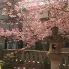 東京の花だよりヽ(=´▽`=)ﾉ