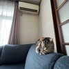 緑が濃くなる