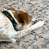 AI犬は生まれるのか。ディストピアワールド。