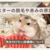 ハムスター皮膚病の種類は？それぞれの原因や治療法についても解説