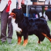 BERNESE MOUNTAIN DOG