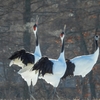 葦辺には鶴がね鳴きて･･･巻第3-352～353