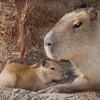  Request SpecでJavascriptのあるページをテストする方法、 Capybara + Selenium, Capybara + Akephalos など